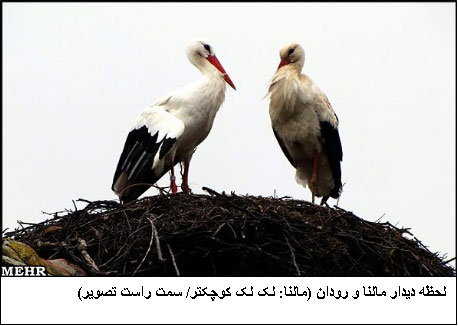 داستان یک عشق واقعی